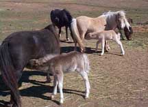 mares with foals
